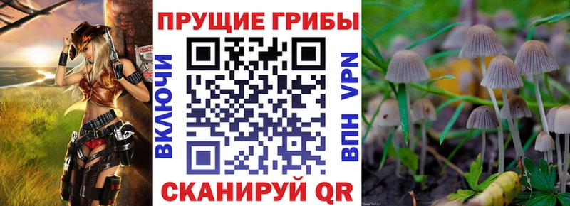 блэк спрут tor  что такое наркотик  Химки  Псилоцибиновые грибы Psilocybine cubensis 